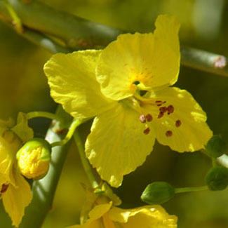 Parkinsonia florida is found from sea level to 4,000 feet (1,219 m), which is variable throughout its' range. Plants are common in dry desert washes or bajadas, flood plains and canyons. Parkinsonia florida